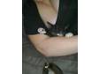 KITTEN BLACK and white female kitten,  12 weeks old, ....