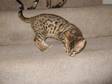 PEDIGREE BENGAL Kittens READY NOW in Swindon Wiltshire....