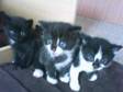 4 KITTENS for sale 4 loveley kittens,  one black one....