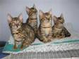 STUNNING,  LOVING pedigree Bengals. Brown Spotted male....