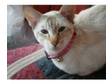 female tabby point siamese. 2 yrs old lovely friendly....