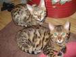 PEDIGREE BENGAL Kitten READY NOW in Swindon Wiltshire I....