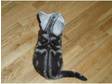 Purry GCCF Pedigree BSH Black Silver ClassicTabby girl kitten Available now