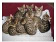Bengal Kittens - home reared and super friendly!. Brown....
