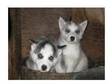 Pair of siberian huskies for loving home. these pretty....
