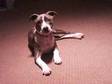 6 MONTH OLD STAFFORDSHIRE BULL TERRIER hi i have a....