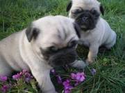 Pug Puppies Ready Now