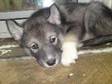 SIBERIAN HUSKY Puppy Only 1 male left. He is grey with....