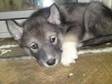 SIBERIAN HUSKY Puppy For sale to loving permant homes, ....