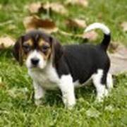 lovely beagle puppies for sale