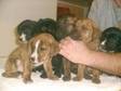 Staffordshire Bull Terrier (Staffie) X Labrador Pups I....