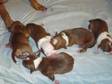 RED & White Staffordshire Bull Terrier Puppies;  Red &....