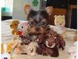Chaming female yorkie puppy for a lovely home. Nice good....