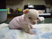 adorable baby chihuahua for sale