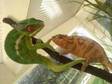 PANTHER CHAMELEONS;  unrelated pair of ambanja chameleons....