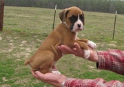 Boxer puppies for sale