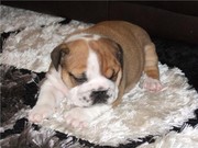Two Beautiful English Bulldogs for Adoption, male and Female